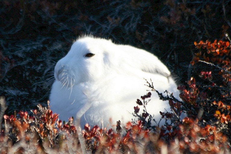 Poolhaas op de toendra in Oost-Groenland.