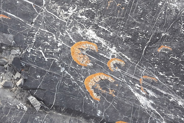 Korstmossen bij Segelsällskapet, Kong Oscar Fjord.