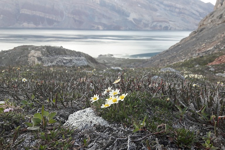 Achtster bij Segelsällskapet, Kong Oscar Fjord.
