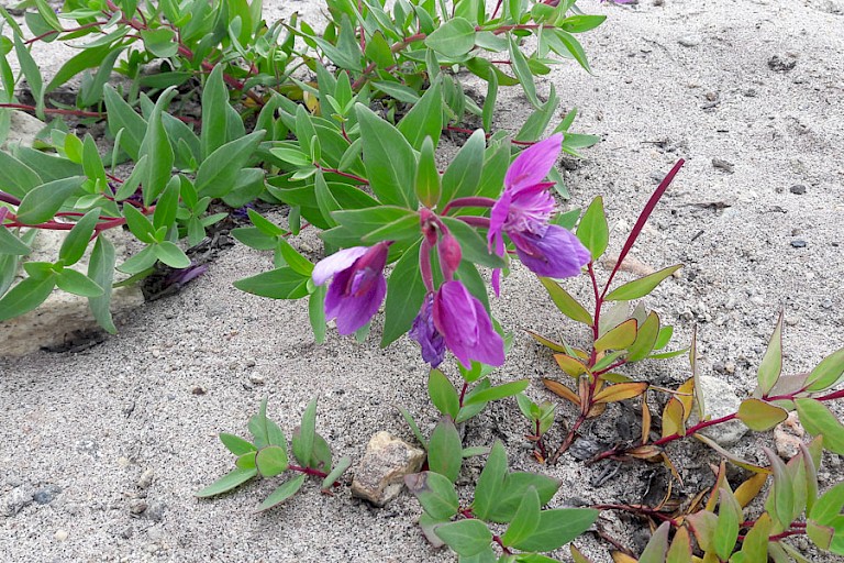 In deze periode zijn er nog maar weinig bloemen. Maar het Dwergwilgenroosje gaat stug door. (Frederiksdal, Nordvestfjord, Scoresbysund).