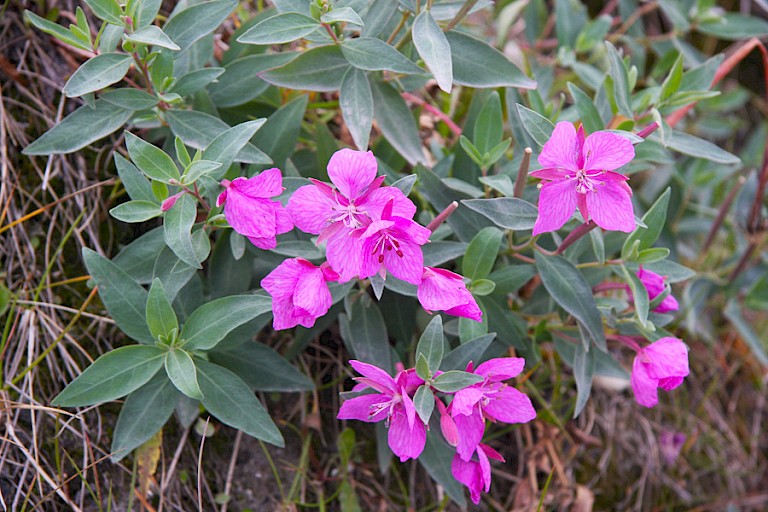 Breedbladig wilgenroosje, de nationale bloem van Groenland.