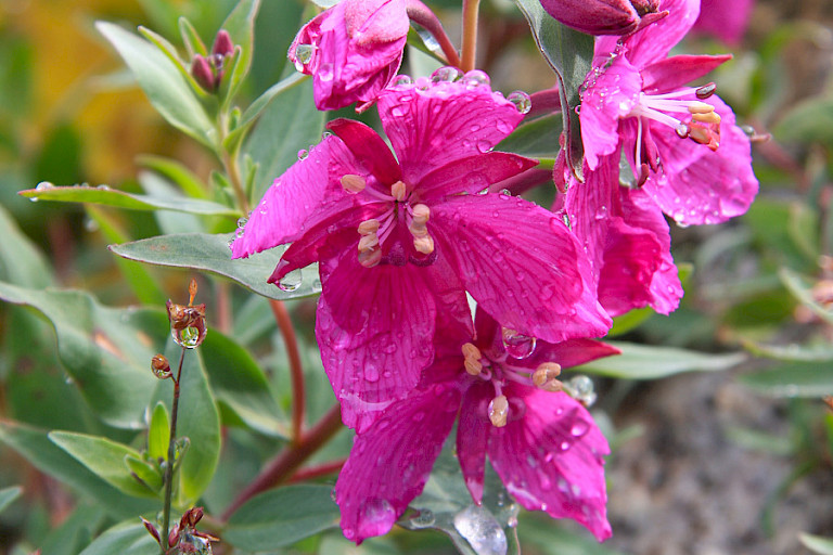Het breedbladig wilgenroosje is de nationale bloem van Groenland.
