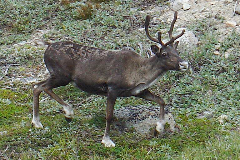 Een rendier op de toendra.