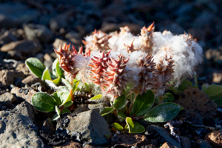 Ook hier produceren wilgen veel zaad.