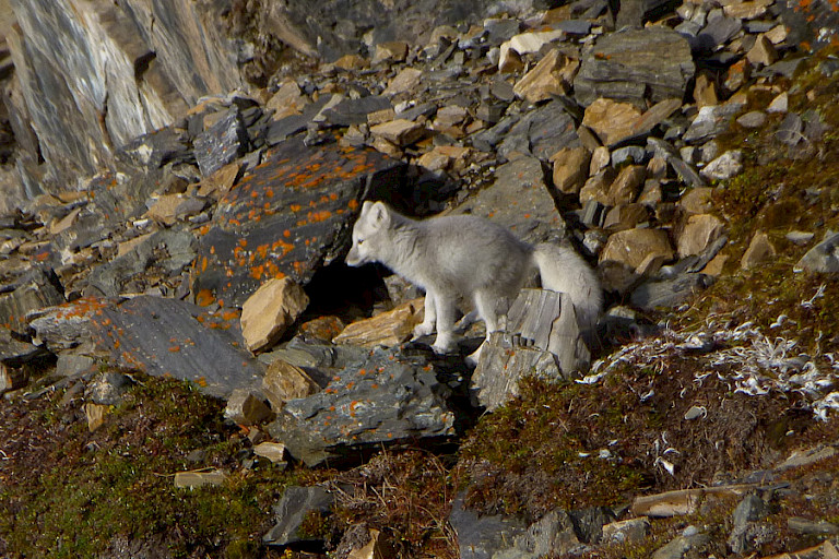 Poolvos al bijna in winterkleed.