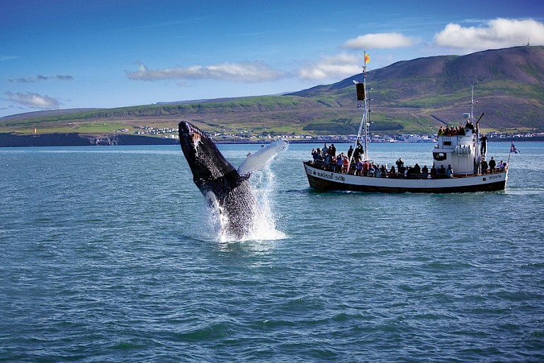 Springende Bultrug bij Húsavík.