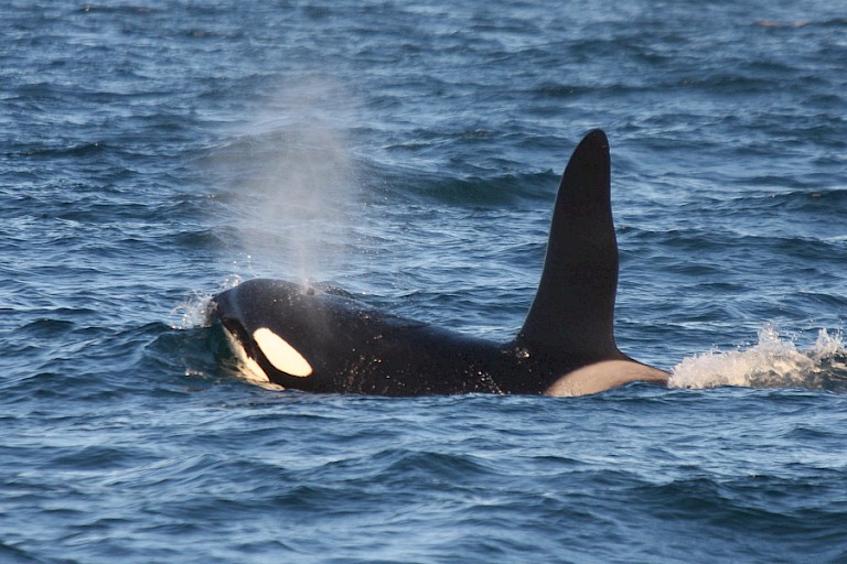 De Orka is een van de voorkomende walvissoorten bij IJsland.