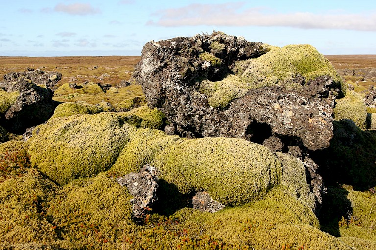 Lavabrokken overgroeid met een dikke moslaag.