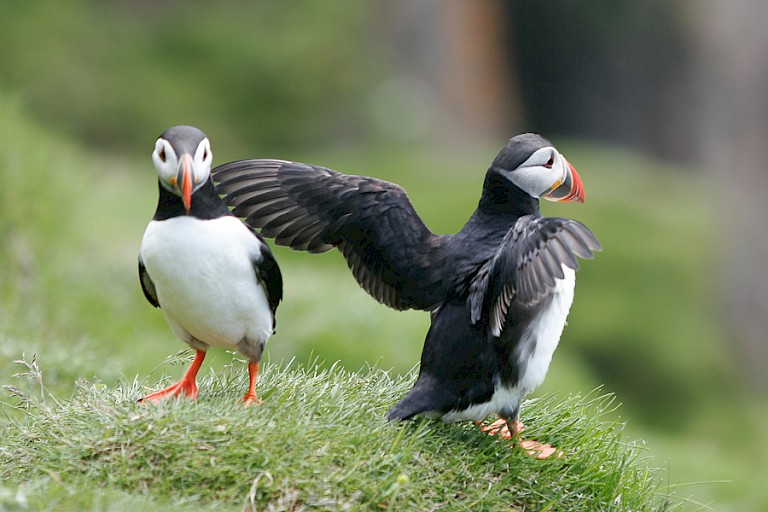 Atlantische papegaaiduikers op Ingólfshófðí.