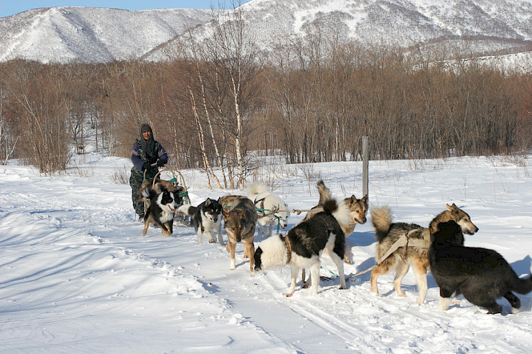 Hondenslede onderweg naar het noorden van Kamtsjatka.