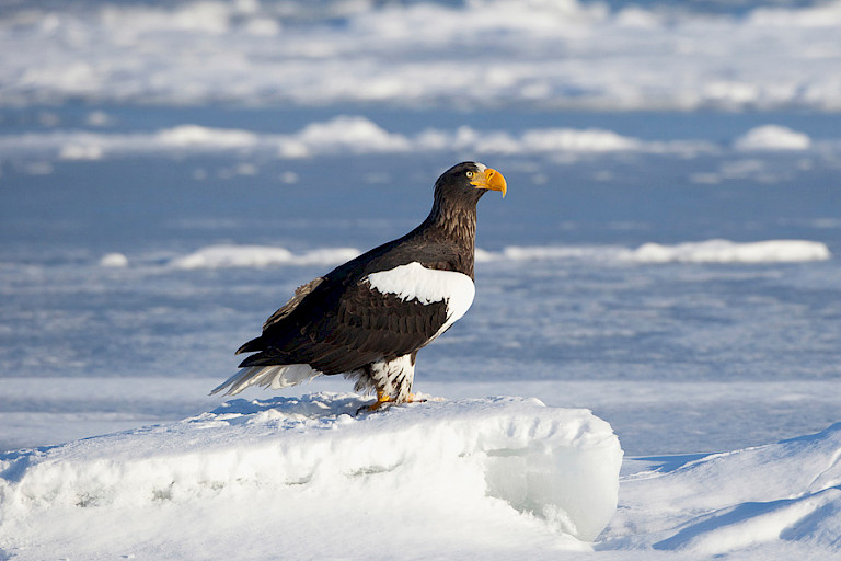 Stellers zeearend op het ijs Zee van Ochotsk. Foto: Jan van Holten.