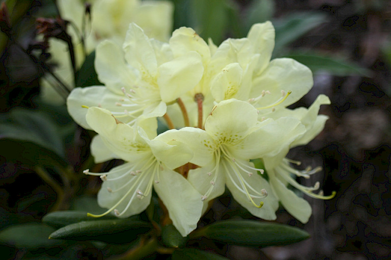 De roomkleurige Kamtsjatka rhododendron bij Avatsjinskivulkaan.