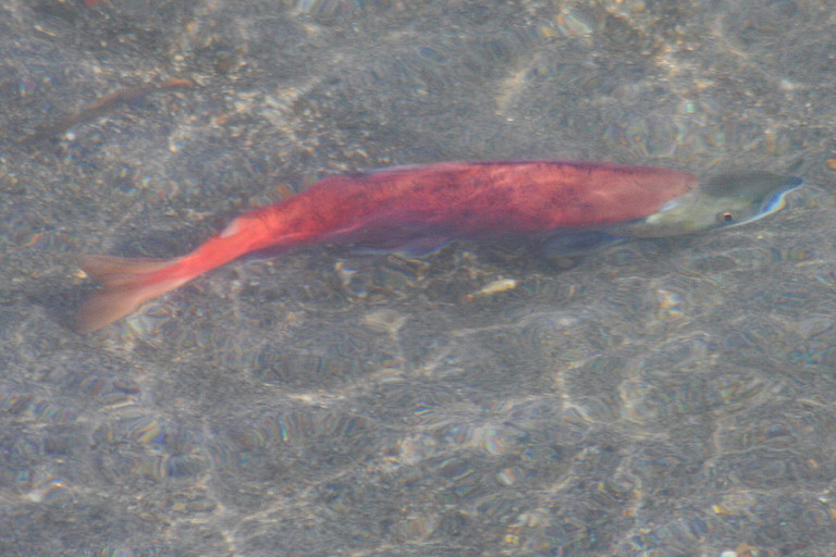 Zalm in de monding van de rivier bij het Koerilenmeer.