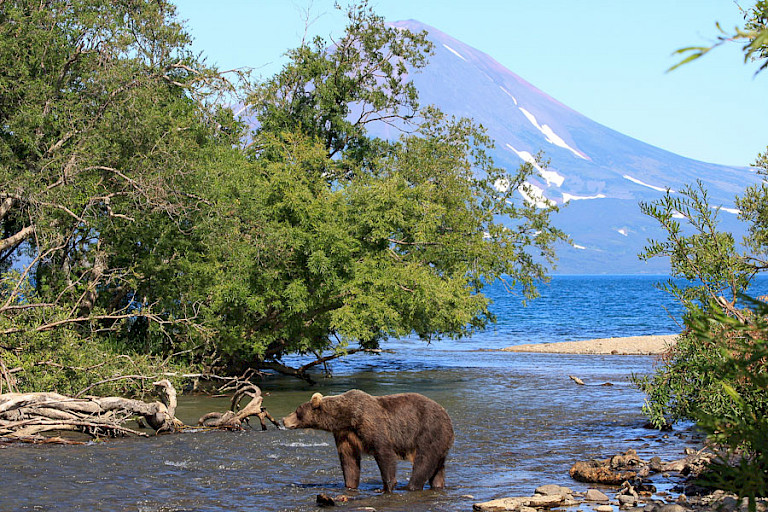 Kamtsjatka bruine beer bij Koerilenmeer met de Iljinskaja Sopka (vulkaan) op de achtergrond.
