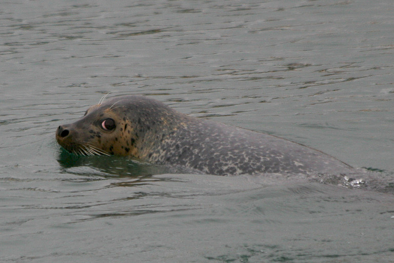 Zeehond in de Avatsjabaai.