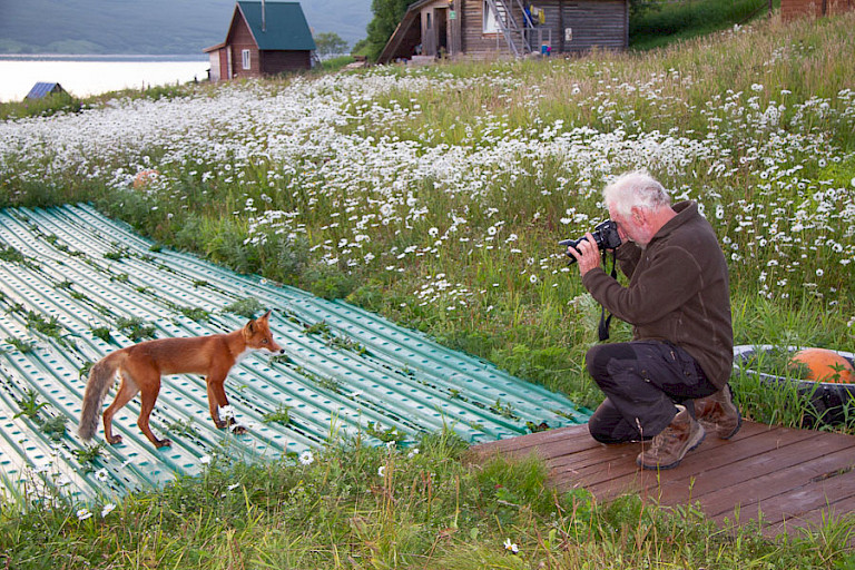 De vos is nieuwsgierig en laat zich makkelijk fotograferen.