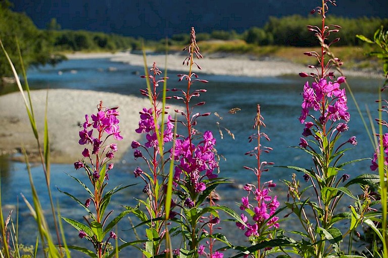 Waterlandschap in het noorden van Lapland.