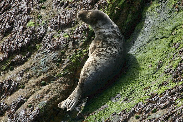 Gewone zeehond.