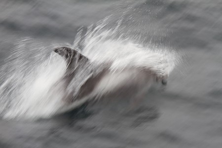 Dolfijnen zwemmen in de boeggolf van het schip. Expeditiecruise van Schotland via de Noorse kust en Bereneiland naar Spitsbergen.