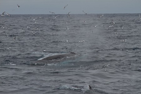 Opduikende Bultrug ten noorden van Noorwegen. Expeditiecruise van Schotland via de Noorse kust en Bereneiland naar Spitsbergen.