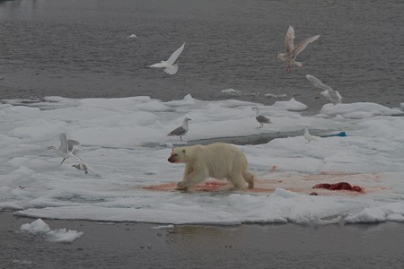 Met een beetje geluk is er een ijsbeer te zien. Expeditiecruise van Schotland via de Noorse kust en Bereneiland naar Spitsbergen.