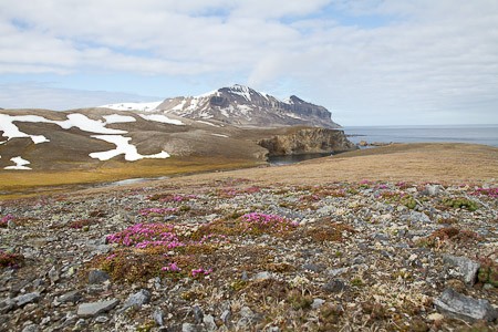 Op Bereneiland bloeit de Zuiltjessteenbreek al vroeg. Expeditiecruise van Schotland via de Noorse kust en Bereneiland naar Spitsbergen.