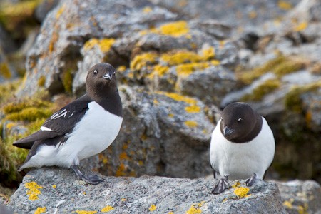 Kleine Alken in de Hornsund, Spitsbergen. Expeditiecruise van Schotland via de Noorse kust en Bereneiland naar Spitsbergen.