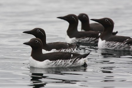 Zeekoeten bij Bereneiland. Expeditiecruise van Schotland via de Noorse kust en Bereneiland naar Spitsbergen.