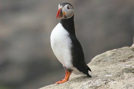 Atlantische papegaaiduiker op de South Shetlandeilanden. Expeditiecruise van Schotland via de Noorse kust en Bereneiland naar Spitsbergen.