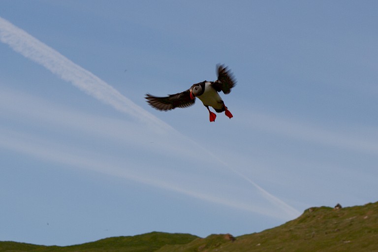 Atlantische papegaaiduiker.