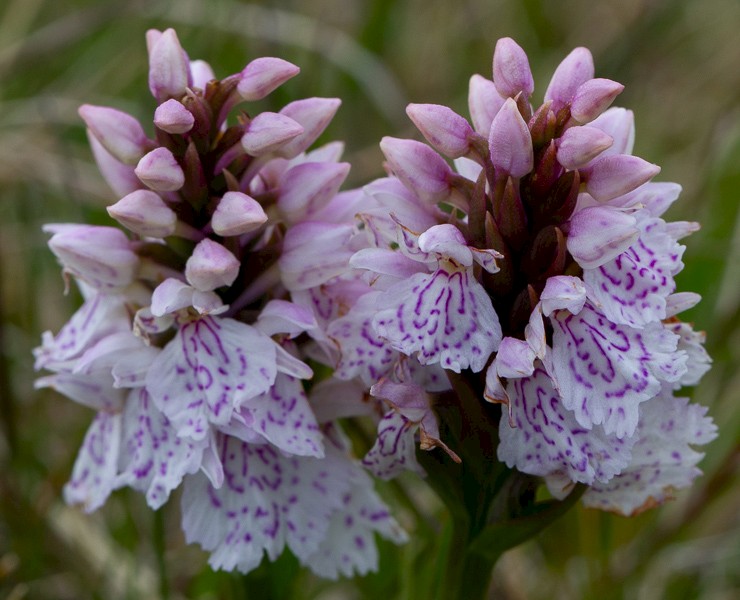 Gevlekte orchis.