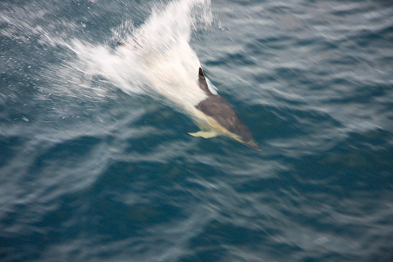 Witflankdolfijn bij het schip.