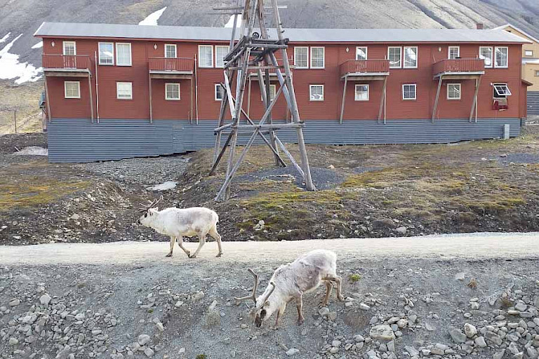 Spitsbergenrendieren in Longyearbyen.