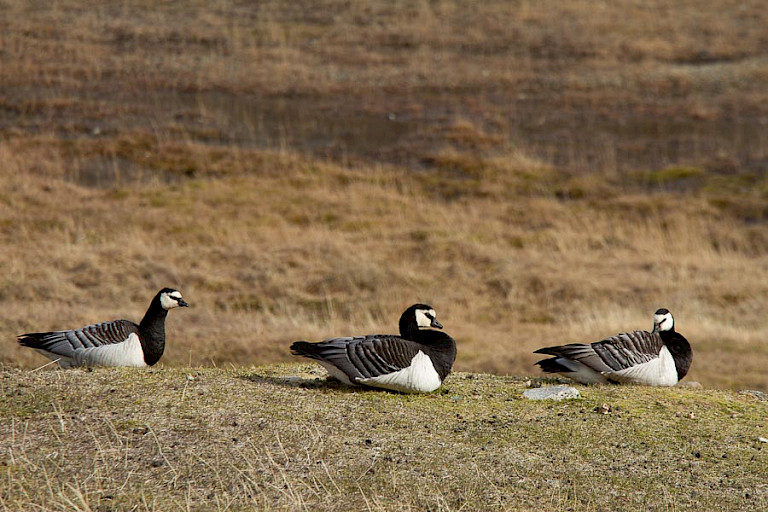Brandganzen in Longyearbyen.