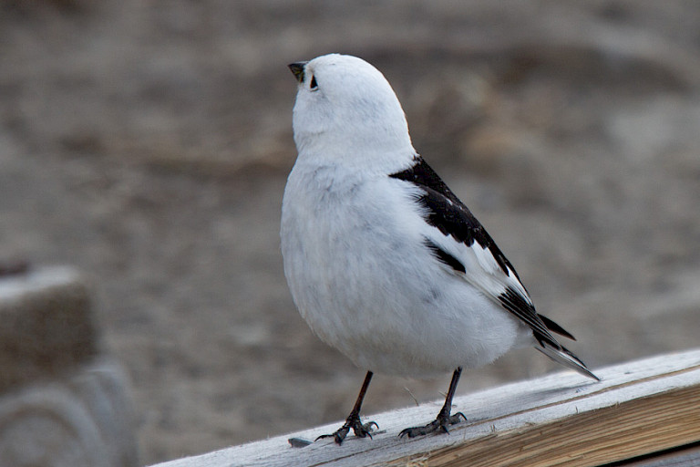Het enige zangvogeltje op Spitsbergen is de Sneeuwgors.