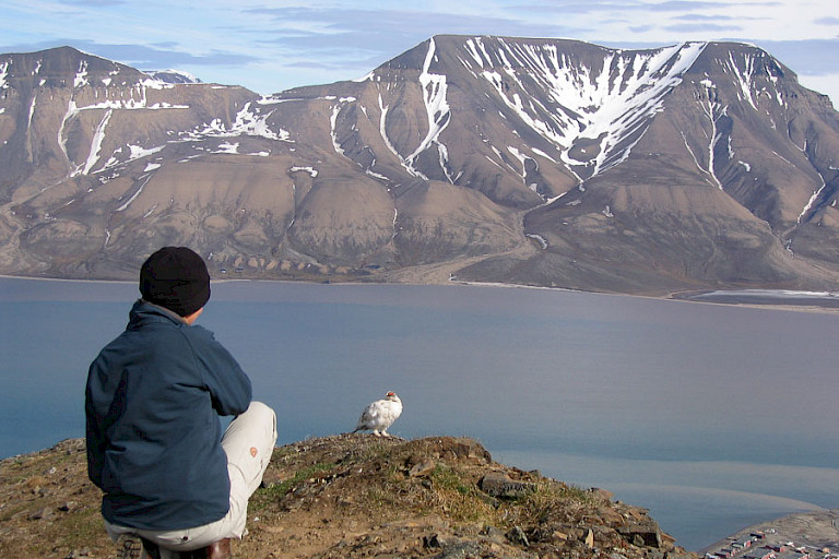 Een Spitsbergen sneeuwhoen in winterkleed op de rand van Plateauberg.