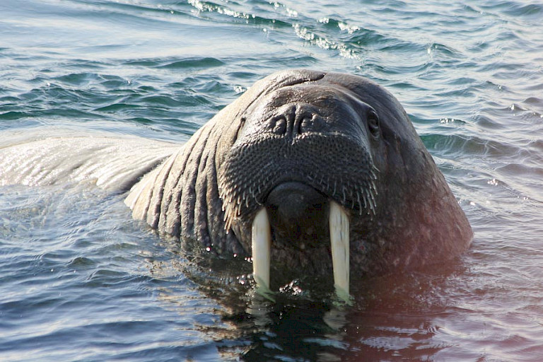 Walrus.