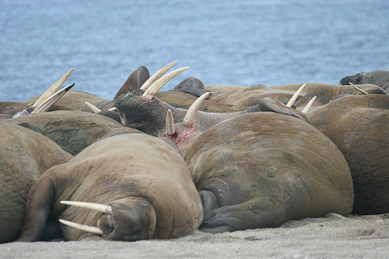 Groep walrussen op Poolepynten.
