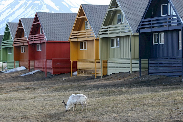 Rendieren lopen ook in Longyearbyen rond.