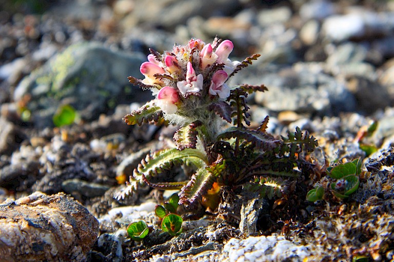 Harig kartelblad op de toendra bij Isfjord Radio.