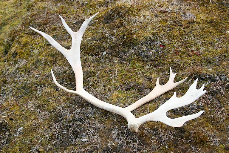 Rendiergeweien zijn vaak op de toendra te vinden.