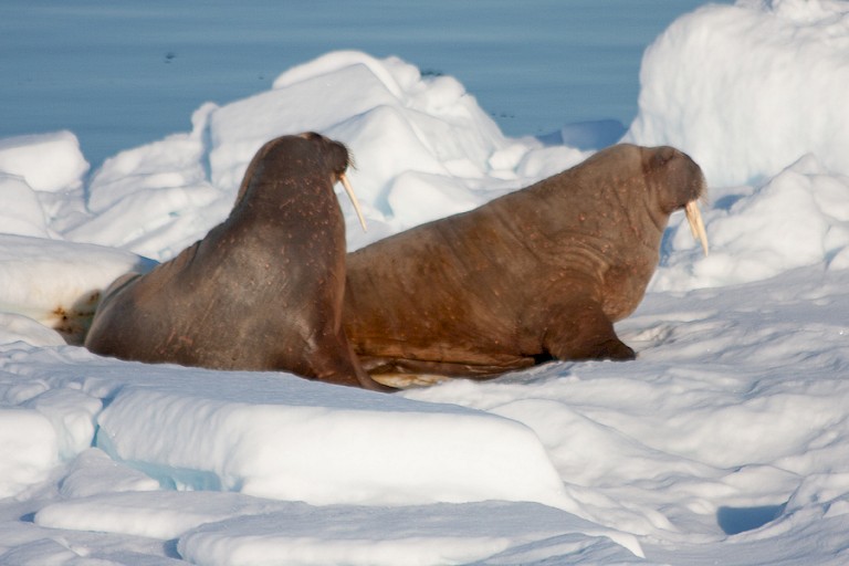 Walrussen op het pakijs.