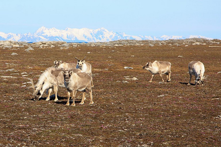 Spitsbergen rendieren op de toendra.
