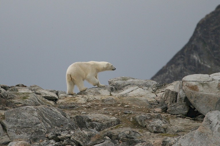 IJsbeer op het land.