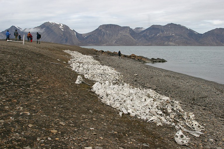 Belugaskeletten op het strand bij Midterhuken, Bellsund.