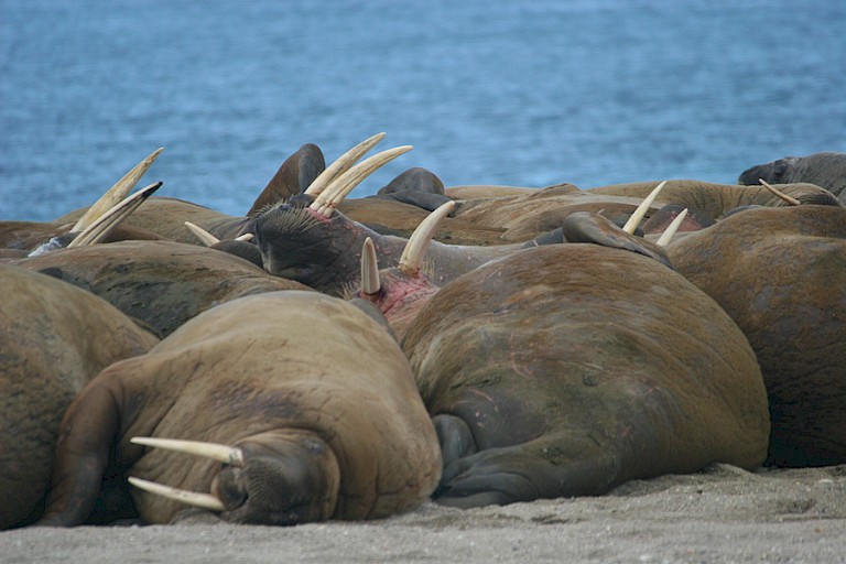 Walrussen op Nordaustlandet.