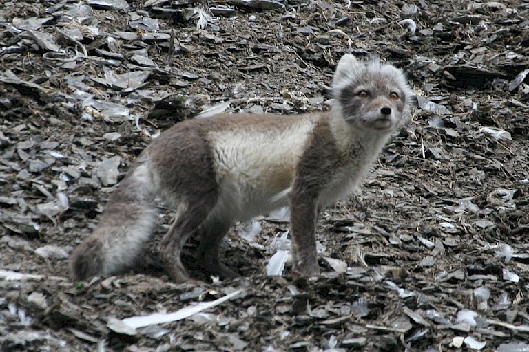 Poolvos in zomerkleed in de kloof met Drieteenmeeuwen.