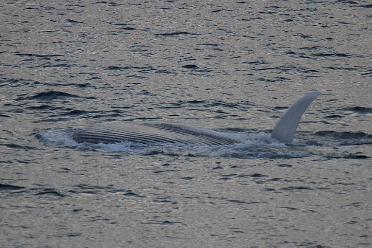 Onderduikende Blauwe vinvis bij de noordkust van Spitsbergen.