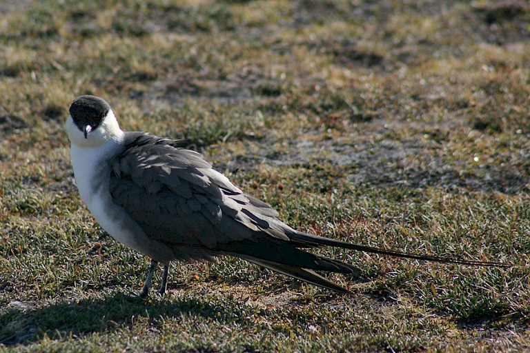 Middelste jager op Blomstrandhalvøya, Spitsbergen.
