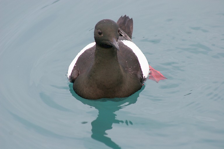 Zwarte zeekoet, Spitsbergen.